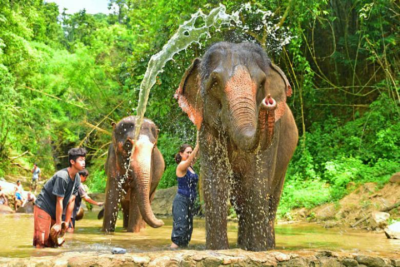 Khu Bảo Tồn Voi Mae Taeng (Elephant Camp)