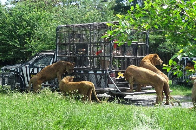 Công viên Safari