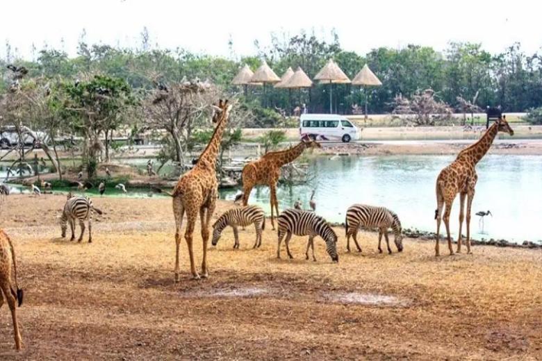 Công viên Safari