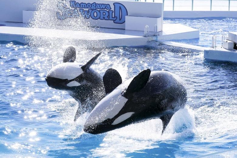 Kamogawa Seaworld