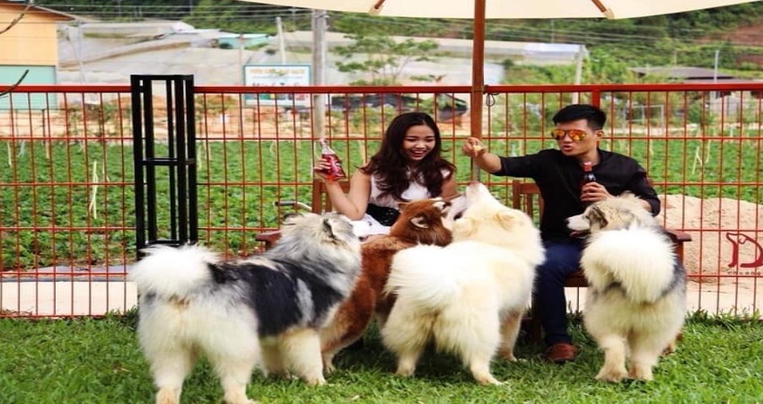 Puppy Farm Đà Lạt