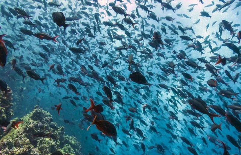Quần đảo Galapagos được biết đến là nơi sinh sống của nhiều loài động vật độc đáo 