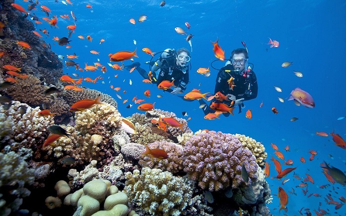 Cách săn vé máy bay Hà Nội Phú Quốc lặn ngắm san hô