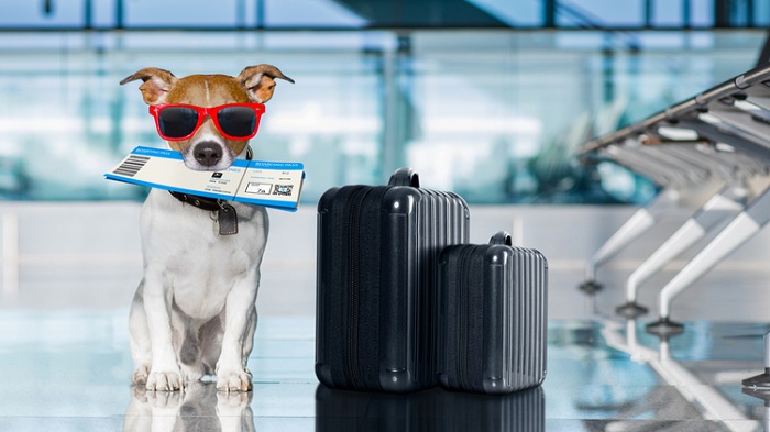 Tham khảo quy định mang thú cưng lên máy bay của các hãng hàng không nội địa