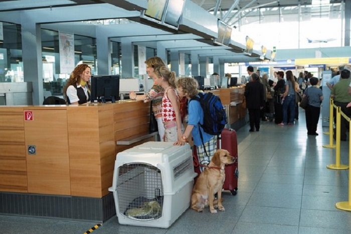 Đăng ký mang thú cưng lên máy bay tại quầy