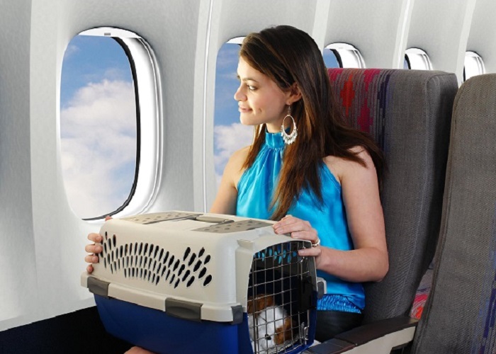 Tham khảo quy định mang thú cưng lên máy bay trong khoang hành khách