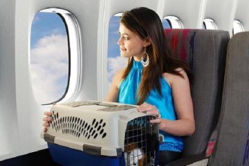 Tham khảo quy định mang thú cưng lên máy bay của các hãng hàng không nội địa