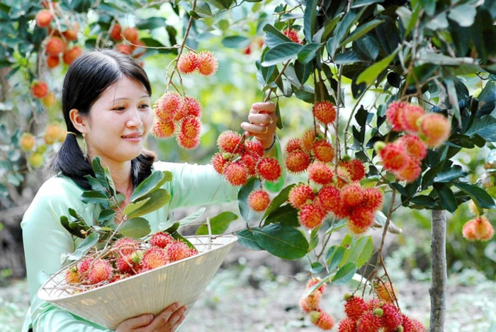 Vựa trái cây tươi ngon thu hút du khách đến thăm quan trải nghiệm Cù lao Minh ở Bến Tre