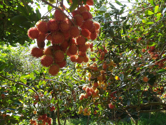 Du khách vô cùng thích thú khi thăm quan vườn trái cây tại khu du lịch sinh thái Cồn Quy