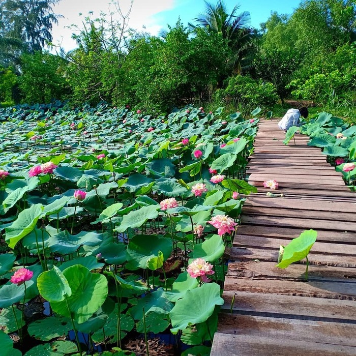 Vẻ đẹp tự nhiên cảnh sắc của sân chim vàm hồ