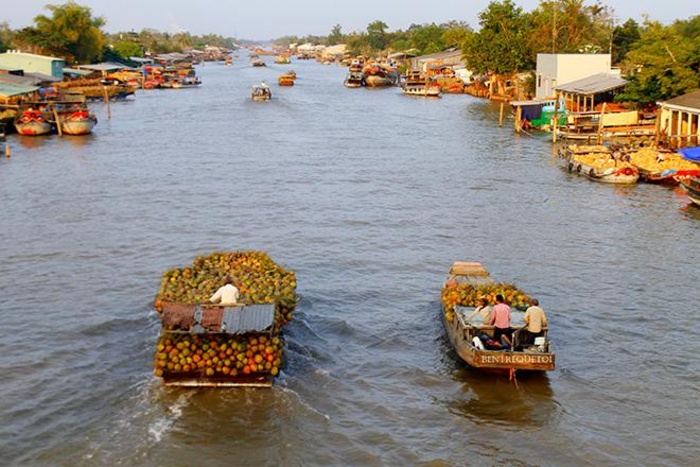 Toàn ảnh không gian vườn dừa xanh Cù lao Minh ở Bến Tre