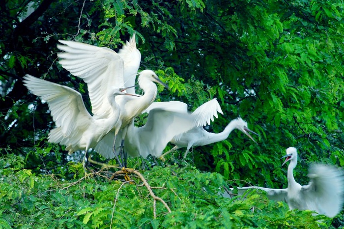 Hệ sinh thái Sân chim Vàm Hồ