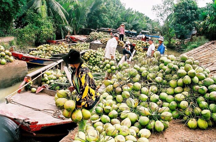 Vựa trái cây dừa - đặc sản phượt bến tre