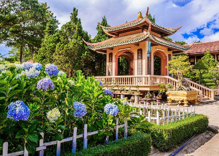Vườn hoa cẩm tú cầu tại Thiền viện Trúc Lâm