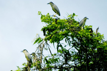 Khám phá vẻ đẹp thiên nhiên kỳ thú của Sân chim Vàm Hồ Bến Tre
