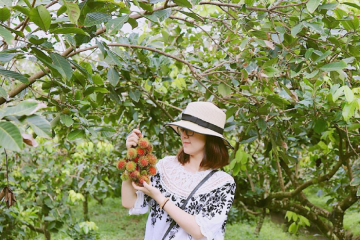 Vườn trái cây Cái Mơn - Vựa hoa quả lớn nhất tỉnh Bến Tre