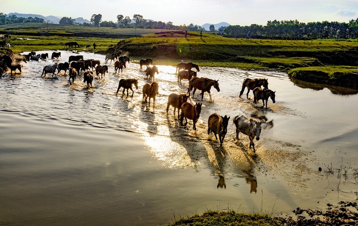 Trại ngựa Bá Vân địa điểm du lịch Thái Nguyên mới lạ