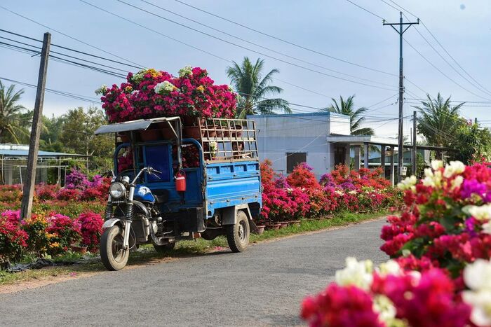 Vườn trái cây Cái Mơn đẹp