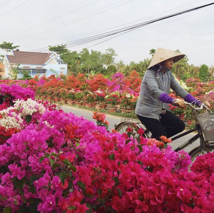 Những con đường hoa rực rỡ hai bên đường vào Vườn trái cây Cái Mơn