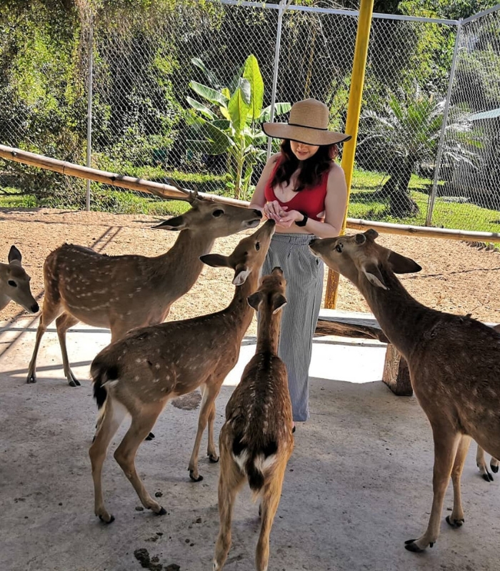 Trải nghiệm trực tiếp cho thú ăn tại vườn thú thác Yang Bay Nha Trang