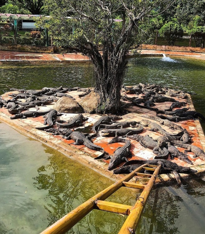Trải nghiệm câu cá sấu chỉ có tại thác Yang Bay Nha Trang