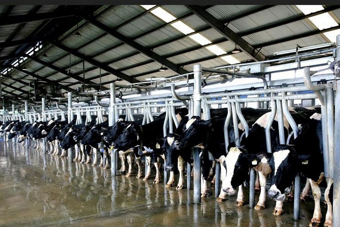 Nhiều du khách ghé thăm trại bò sữa Long Thành - Ảnh: VietKings