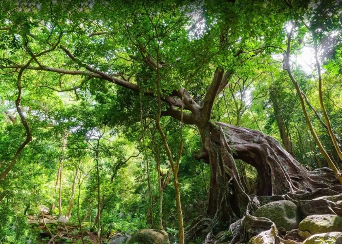 khu du lịch Nhất Lâm Thủy Trang Trà 