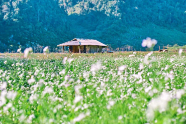 Top 8 điểm du hí “đi là không muốn về” trong tour du lịch Mộc Châu