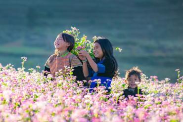 Kinh nghiệm đi tour đường bay Hà Giang mùa hoa tam giác mạch - Vẻ đẹp thơ mộng không thể bỏ lỡ