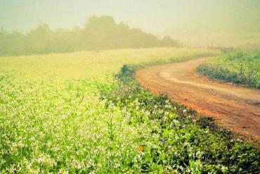 Kinh nghiệm du lịch mùa hoa cải trắng trong tour đường bay Mộc Châu