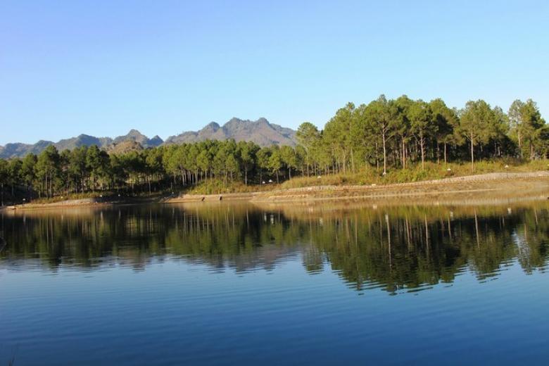 rừng thông bản áng