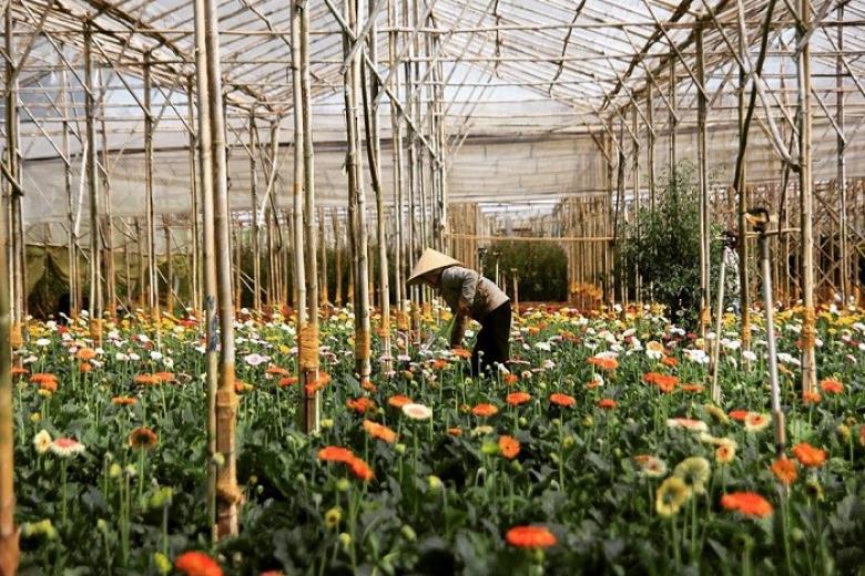 Làng Hoa Vạn Thành