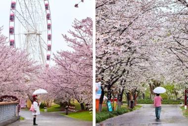 Tour Trung Quốc 5N4Đ: HCM - Thượng Hải - Hàng Châu - Ô Trấn, No Shopping, Mùa xuân 2027
