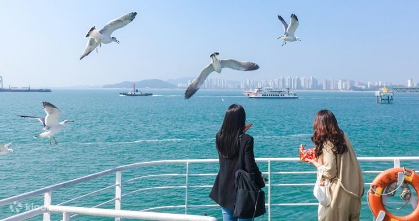 Trải nghiệm đi thuyền cho chim hải âu ăn tại Incheon