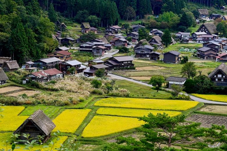 Làng cổ Shirakawago