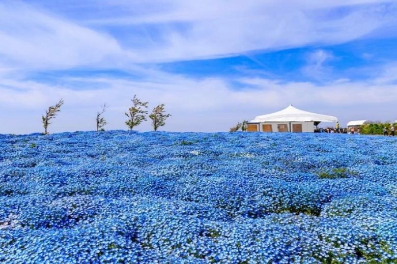Lễ hội hoa Nemophila