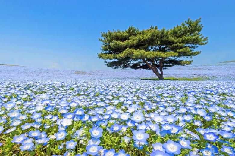 Lễ hội hoa Nemophila