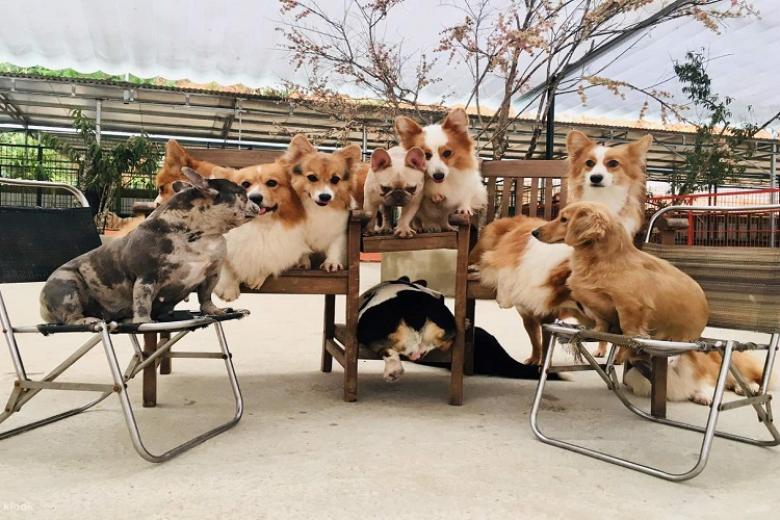Nông Trại Puppy Farm