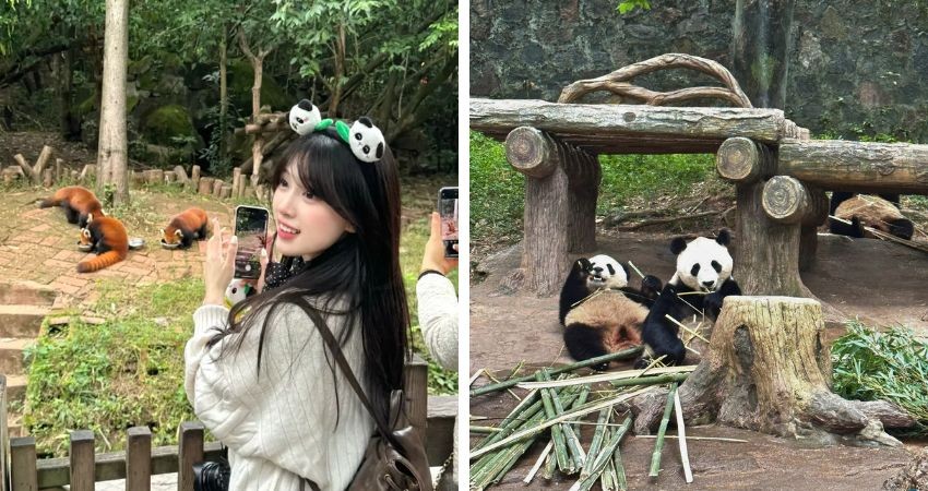 Công viên Gấu Trúc Thành Đô